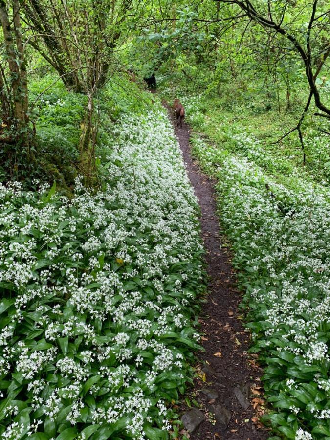 Kabin In The Woods Llandybie Exteriör bild