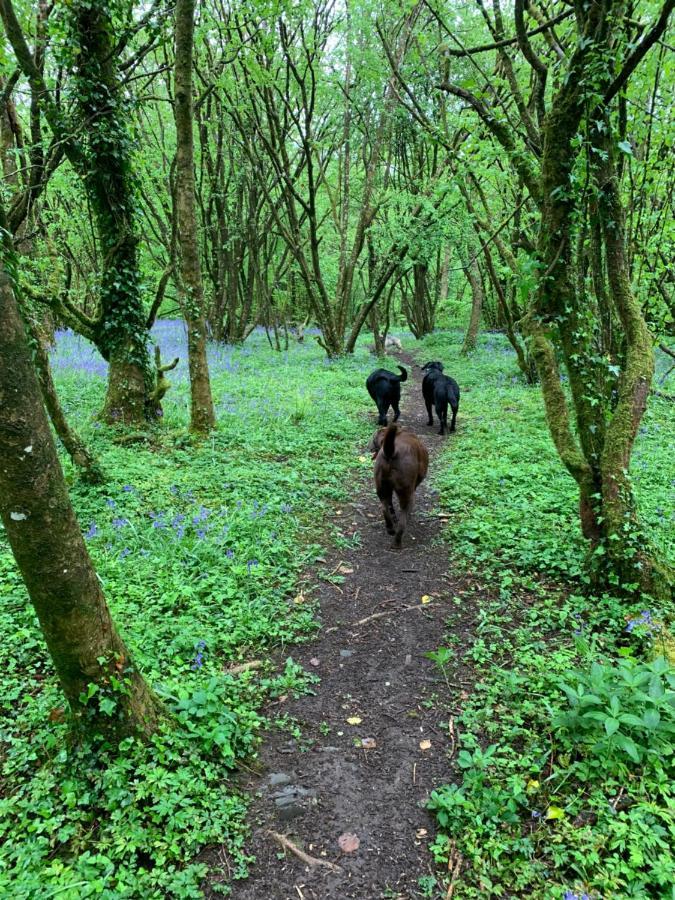 Kabin In The Woods Llandybie Exteriör bild
