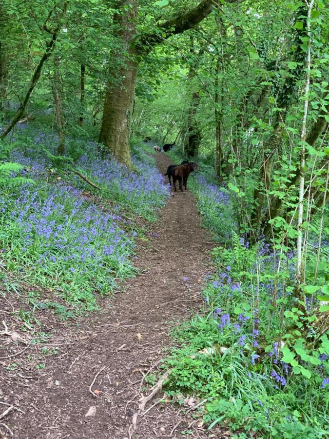 Kabin In The Woods Llandybie Exteriör bild