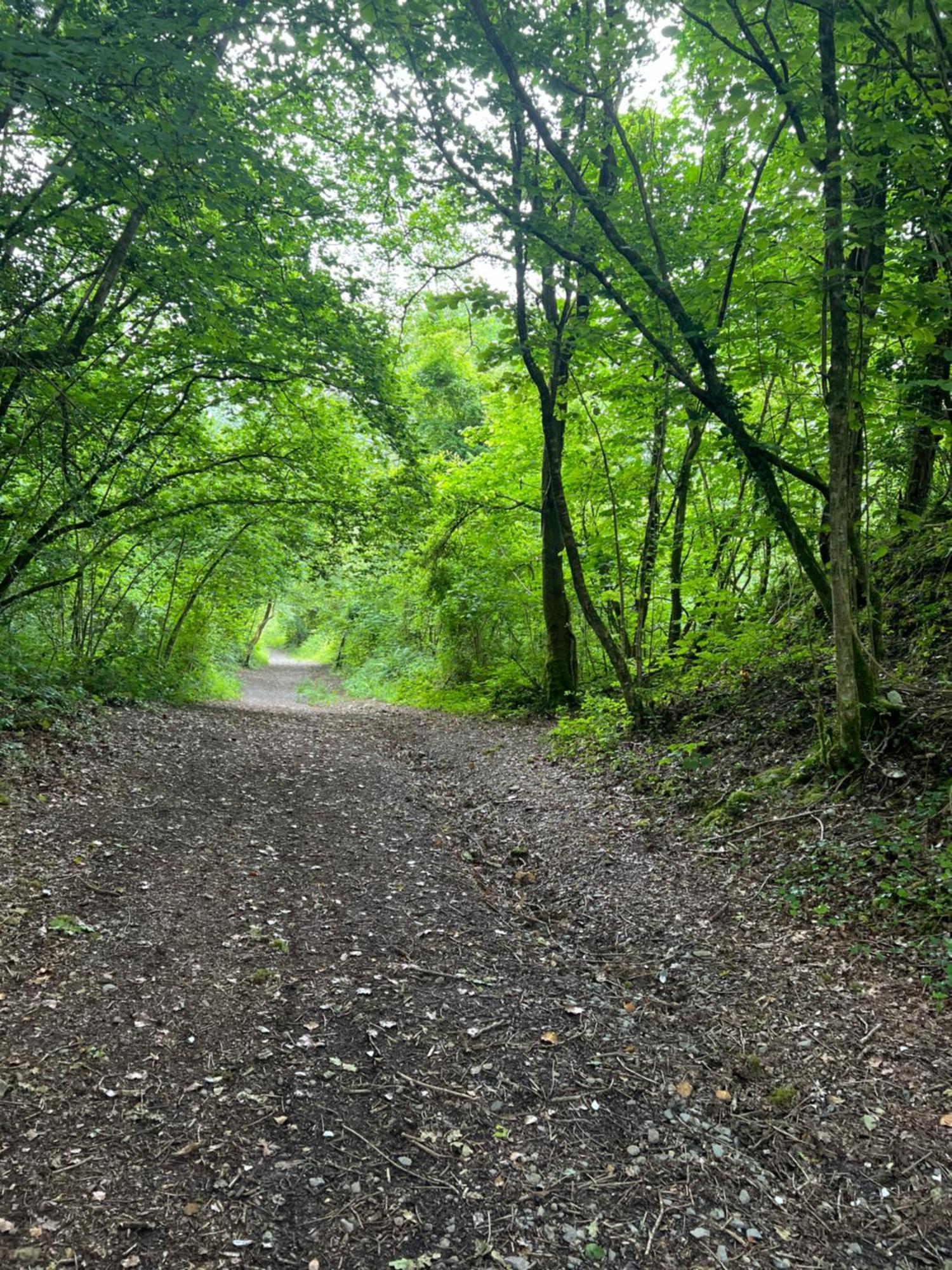 Kabin In The Woods Llandybie Exteriör bild